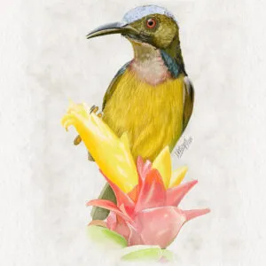 Brown-throated Sunbird