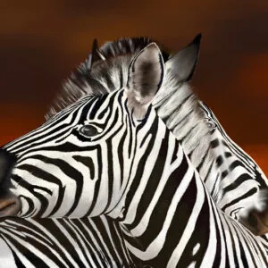Loving Zebras
