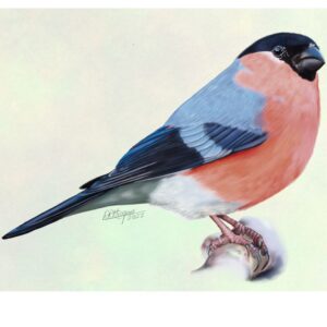 Bullfinch – Jewel of the Hedgerow