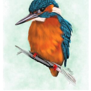 Kingfisher (male)