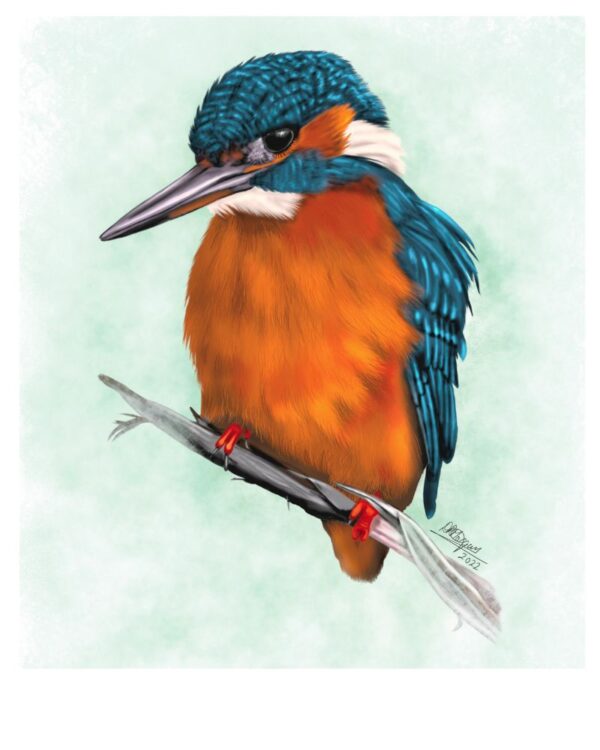 Kingfisher (male)