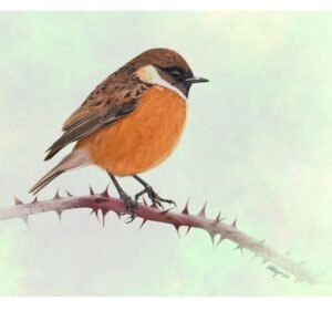 Stonechat (male)