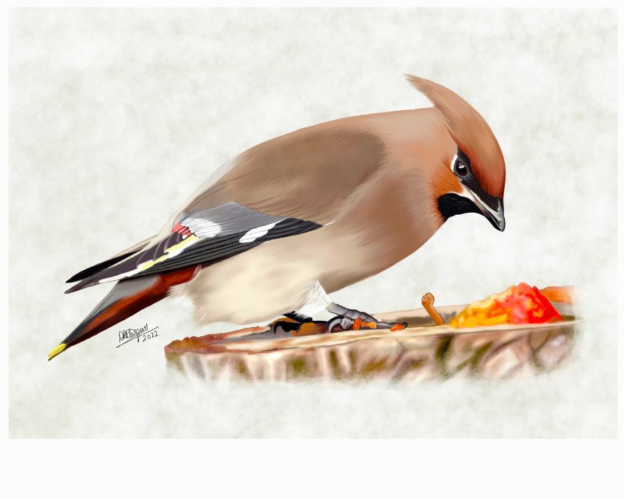 Waxwing – Jewel of the Winter Flock