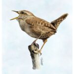 Wren_(Jenny)