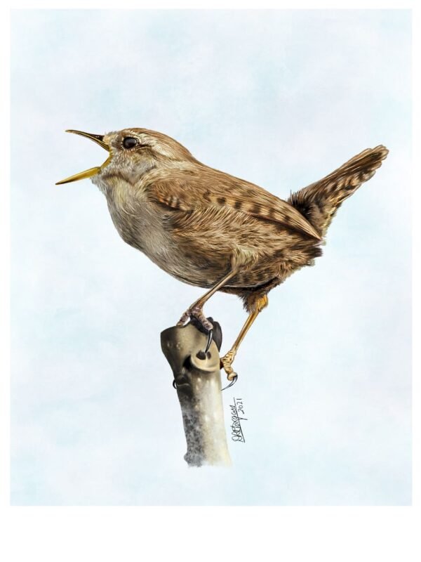 Wren – Voice of the Hedgerow