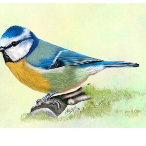 Blue Tit - Acrobat of the Hedgerows