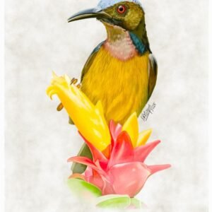 Brown-throated Sunbird