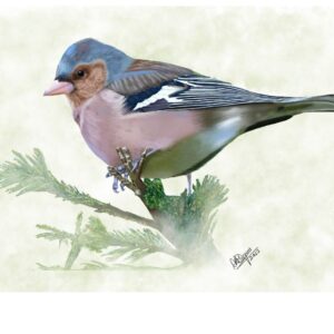 Chaffinch