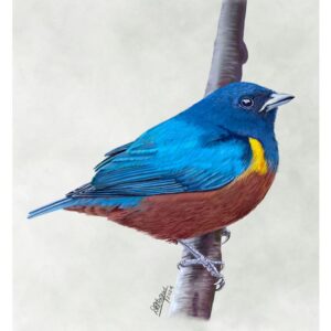 Chestnut-bellied Euphonia (male)