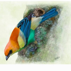 Chestnut-backed Tanager