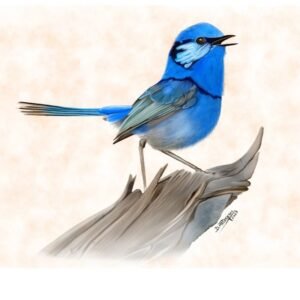 Splendid Fairy Wren
