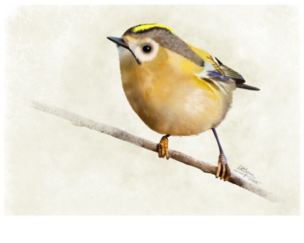 Goldcrest