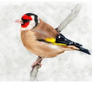 Goldfinch
