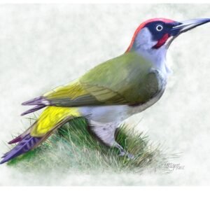 Green Woodpecker