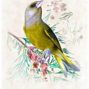 Greenfinch
