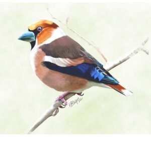Hawfinch – The Woodland Jewel