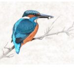 Kingfisher with Catch