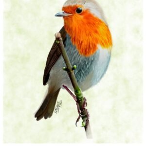 Little Wet Robin