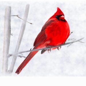 Northern Cardinal – Scarlet Songster