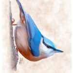 Nuthatch