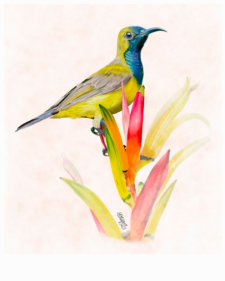 Olive-backed Sunbird – Jewel of the Tropics