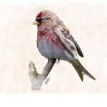 Redpoll