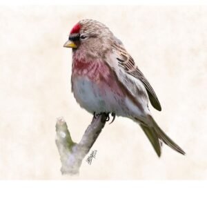 Redpoll