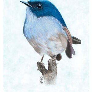 Slaty-blue Flycatcher