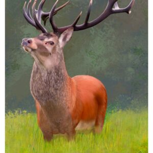 The Highland Monarch