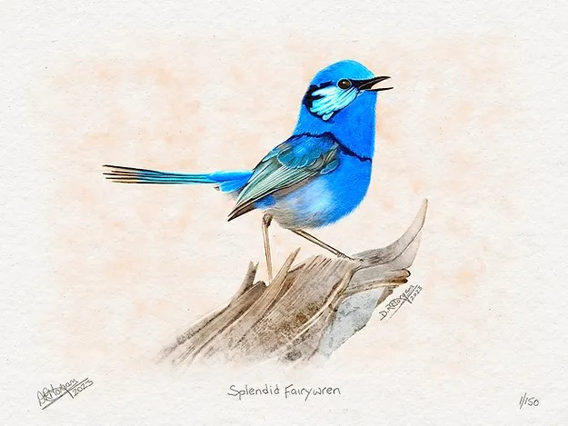 Splendid fairy wren bird art